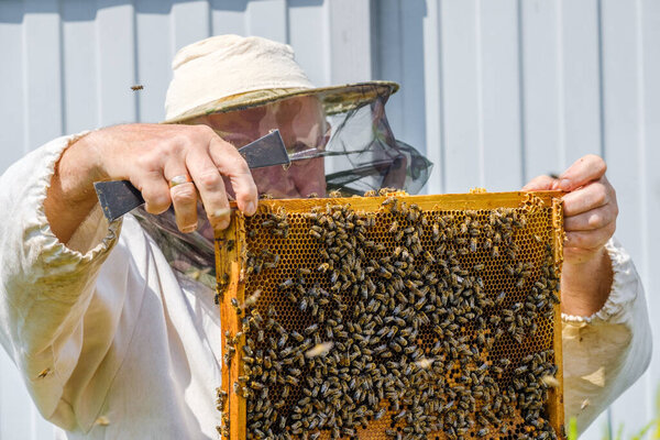 A beekeeper in protective clothing holds a frame with honeycombs, examines bees in the apiary. Preparing for the harvest of honey.