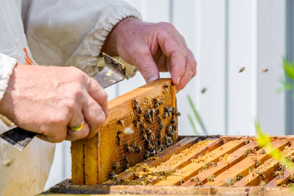 Ruce Odstraňte Rám Medovými Plásty Úlu Včelař Prohlíží Včely Včelíně — Stock fotografie