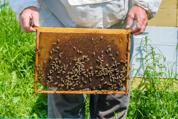 Včelař Ochranných Oděvech Drží Rám Medovými Plásty Zkoumá Včely Včelíně — Stock fotografie