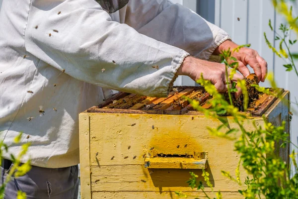 Ruce Odstraňte Rám Medovými Plásty Úlu Včelař Prohlíží Včely Včelíně — Stock fotografie