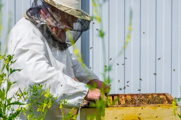 Пчеловод Извлекает Раму Сотами Улья Проверка Пчёл Пасеке Подготовка Сбору — стоковое фото