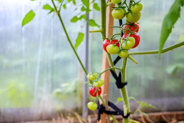 Concentration sélective sur les tomates rouges mûres sur les branches de la serre. — Photo