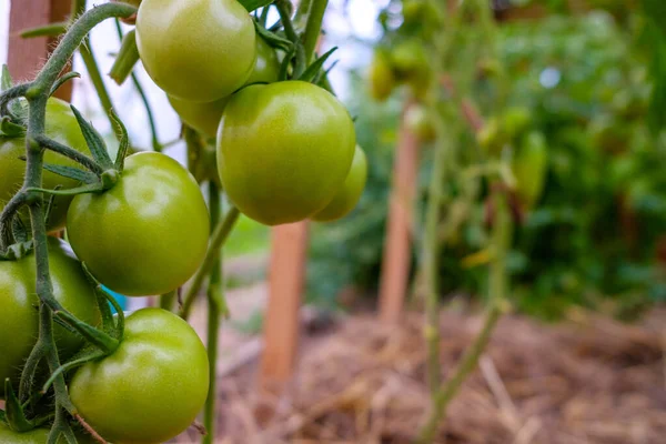 Concentration sélective sur les fruits de tomate verte sur les branches de la serre. — Photo