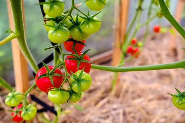 Foco seletivo em tomates vermelhos maduros nos ramos da estufa . — Fotografia de Stock