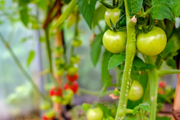 Foco seletivo em frutas de tomate verde nos ramos da estufa . — Fotografia de Stock