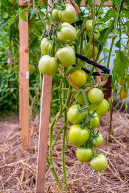 Seranın dallarındaki yeşil domates meyvelerine odaklanın.. 