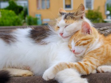Yumuşak renkli anne kedi bir kırmızı kedi yavrusuna nazikçe sarılıyor. Hayvanlara karşı ebeveyn sevgisi.