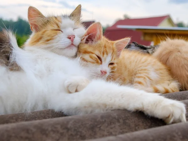 Fluffy multi-colored mom cat gently hugs a red kitten. Parental love of animals. — Stock Photo, Image