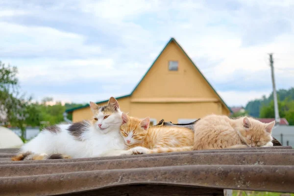 Fluffy multi-couleur maman chat étreint doucement un chaton rouge. Amour parental des animaux. — Photo