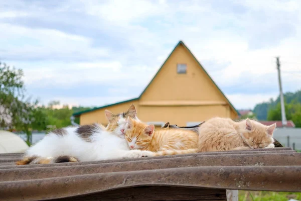 Fluffy multi-colorido mãe gato gentilmente abraça um gatinho vermelho. Amor parental de animais . — Fotografia de Stock