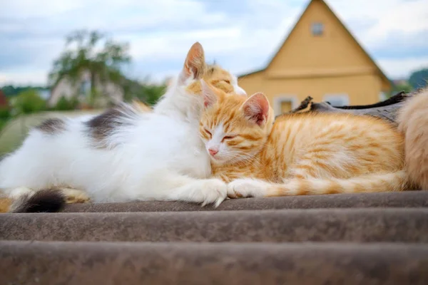 Η χνουδωτή πολύχρωμη μαμά γάτα αγκαλιάζει απαλά ένα κόκκινο γατάκι. Γονική αγάπη για τα ζώα. — Φωτογραφία Αρχείου