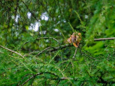 Sincap, tarla kuşunun dallarına yeşil iğnelerle atlıyor. Boşluğu kopyala.