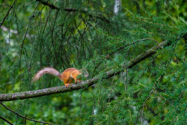 Eichhörnchen springen mit grünen Nadeln auf die Äste von Lärchen. Kopierraum. — Stockfoto