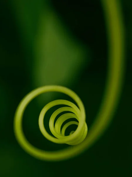 Selective focus on the mustache of a cucumber swirling in the form of a spiral — Stock Photo, Image