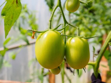 Seranın dallarındaki yeşil domates meyvelerine odaklanın.. 