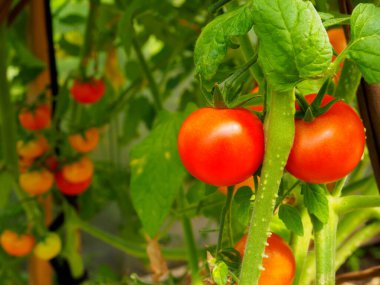 Seranın dallarındaki olgun kırmızı domateslere odaklanın..