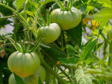 Seranın dallarındaki yeşil domates meyvelerine odaklanın.. 