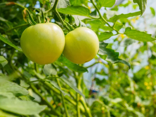 Foco seletivo em frutas de tomate verde nos ramos da estufa . — Fotografia de Stock