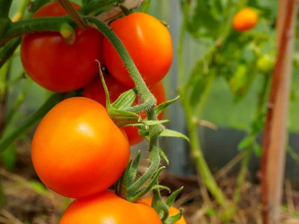 Foco seletivo em tomates vermelhos maduros nos ramos da estufa . — Fotografia de Stock