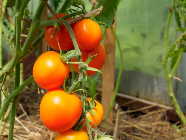 Foco seletivo em tomates vermelhos maduros nos ramos da estufa . — Fotografia de Stock