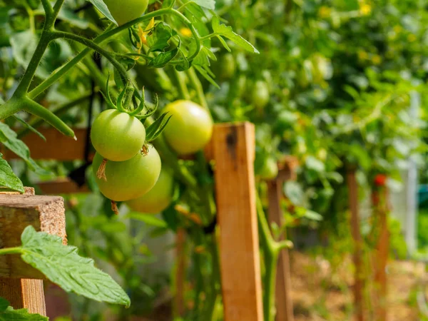Foco seletivo em frutas de tomate verde nos ramos da estufa . — Fotografia de Stock
