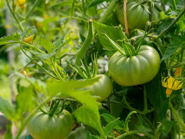 Concentration sélective sur les fruits de tomate verte sur les branches de la serre. — Photo