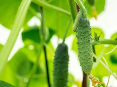 Bir ev serasının dallarındaki genç ve huysuz salatalıklara odaklanın.