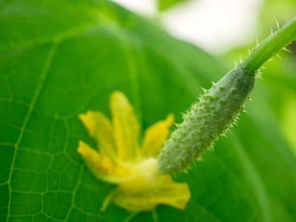 Selektivt fokus på en liten ung taggig gurka med en gul blomma. — Stockfoto