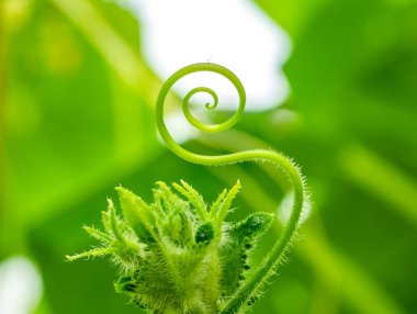 Spiral şeklinde dönen bir salatalığın bıyığına odaklan.