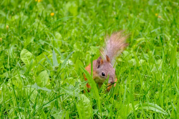 Porträt eines roten Eichhörnchens im grünen Gras. Kopierraum. — Stockfoto