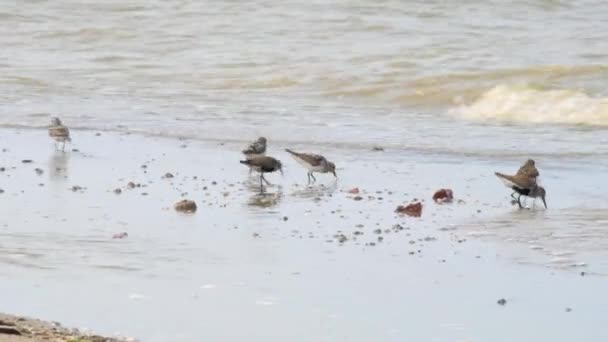Las gaviotas y lapwings están buscando comida en la orilla del mar arenosa cerca de las olas. — Vídeos de Stock