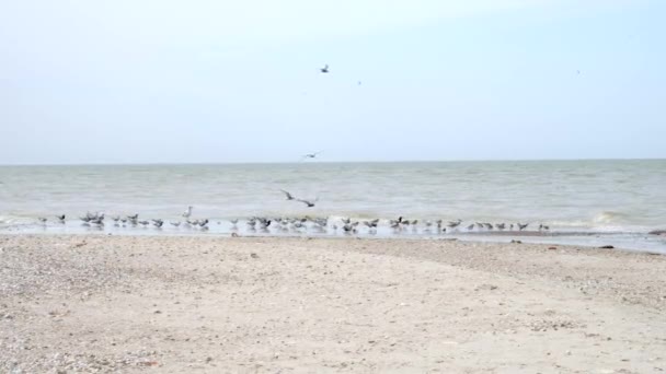 Gaivotas e lapwings estão à procura de comida na praia de areia perto das ondas . — Vídeo de Stock