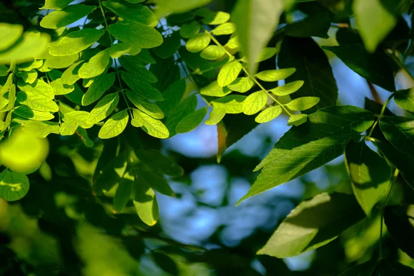 Selective focus on luscious green leaves of acacia. Copy space. — Stock Photo, Image