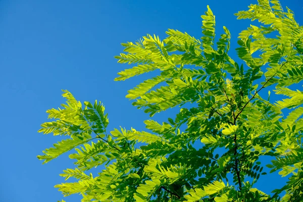 Selective focus on luscious green acacia leaves against a blue cloudless sky. — Stock Photo, Image