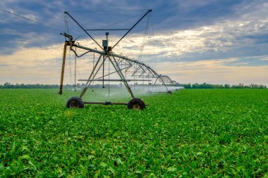 Geniş bir alanda pancar sulamak. Kendi kendine çalışan bir fıskiye sistemi ve merkezi salıncak. Modern tarım teknolojileri. Tarım ürünlerinin endüstriyel üretimi. Boşluğu kopyala