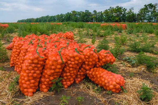 Recogió cebollas en bolsas de malla naranja en el campo. Vegetales frescos ecológicos se cosechan para la venta. Agroindustria. — Foto de Stock