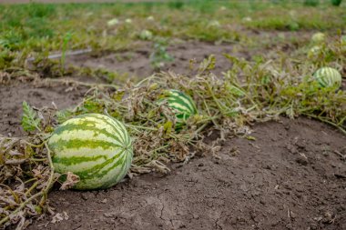 Sahadaki yuvarlak çizgili yeşil karpuza odaklan. Boşluğu kopyala.