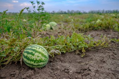 Sahadaki yuvarlak çizgili yeşil karpuza odaklan. Boşluğu kopyala.
