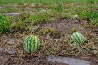Sahadaki yuvarlak çizgili yeşil karpuza odaklan. Boşluğu kopyala.