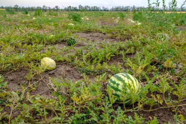 Sahadaki yuvarlak çizgili yeşil karpuza odaklan. Boşluğu kopyala.