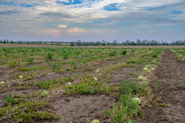 Sandías verdes a rayas en el campo. Copiar espacio. — Foto de Stock