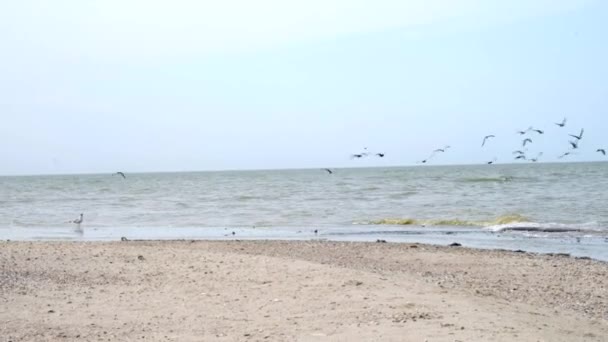 Las gaviotas y lapwings están buscando comida en la orilla del mar arenosa cerca de las olas. — Vídeos de Stock