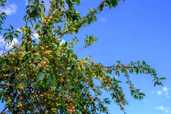 Egy nagy almafa, tele érett almával a kék égen. Nyári napsütéses nap. Gyümölcs szüret a kertben. Fénymásolási hely. — Stock Fotó