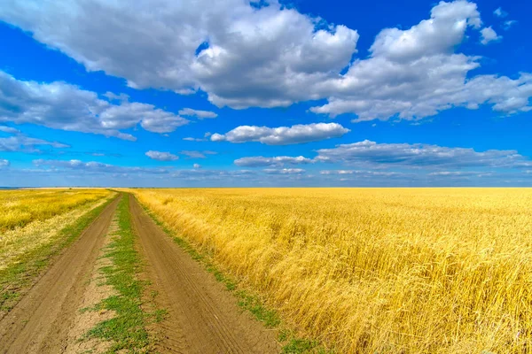 맑은 여름날 구름이 구름을 이루며 푸른 하늘을 배경으로, 잘 익은 밀 이금 빛으로 반짝 이는 끝없는 들판이다. 들판을 따라 좀 더 험한 길이 있다. 밀 수확 — 스톡 사진
