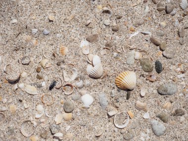 Güneşli bir günde deniz kabuklarının en üst görüntüsü. Deniz doğasının doğal arka planı. Deniz tatili konsepti. Uzayı kopyala Düz yatıyordu