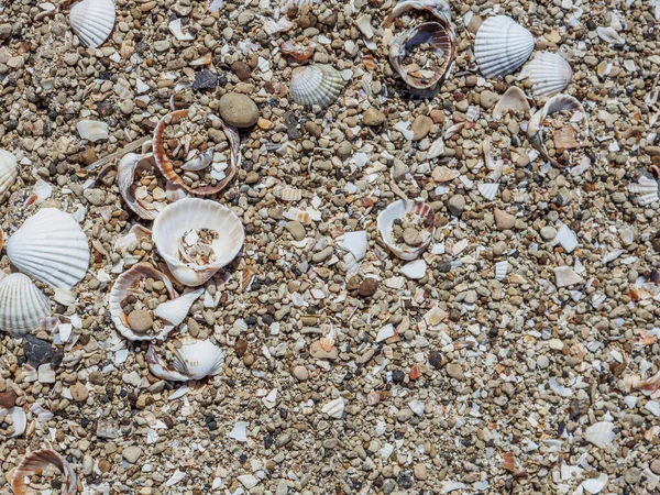 Top view of seashells on the sand on a sunny day. Natural background of marine nature. Sea vacation concept. Copy space. Flat lay