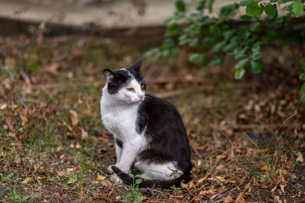 Un chat tacheté avec des taches noires et blanches se trouve dans le jardin. Portrait d'un animal domestique. — Photo