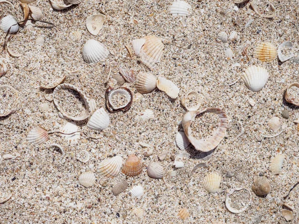 Vista superior de conchas na areia em um dia ensolarado. Fundo natural da natureza marinha. Conceito de férias no mar. Espaço para cópia. Depósito plano — Fotografia de Stock