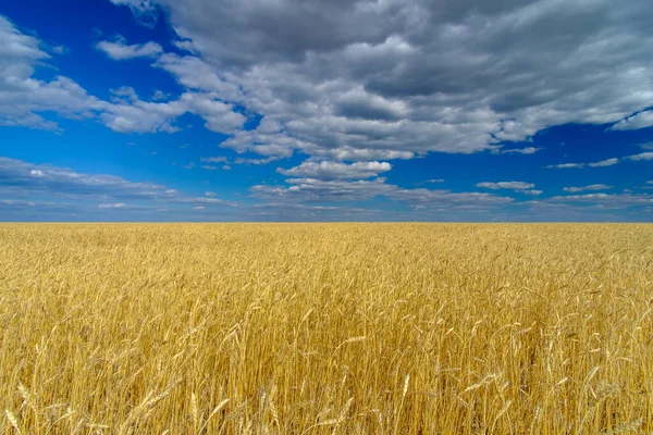 밭에 잘 익은 밀의 황금 귀. 맑은 여름날 구름이 덮인 푸른 하늘을 배경으로 아름다운 풍경이 펼쳐진다. 밀 수확 — 스톡 사진
