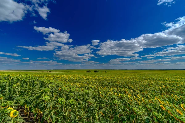 푸른 하늘을 배경으로 한 해바라기 밭. 밝은 노란색이 여름철 화창 한 날 해바라기를 핀다. 하얀 뭉게구름이 하늘에 떠 있습니다. 아름다운 자연적 배경. — 스톡 사진